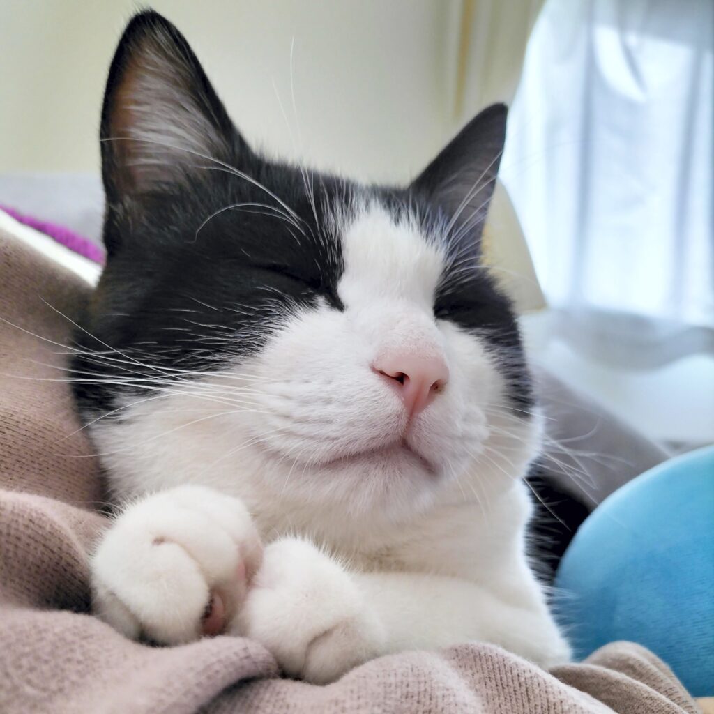 お手々を揃えてママに抱っこしてもらってるにゃ