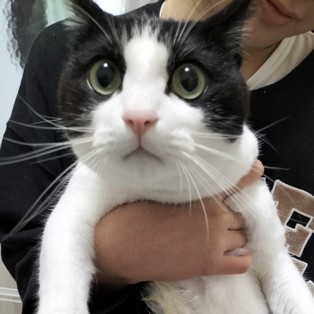 まん丸お目々の猫マック
