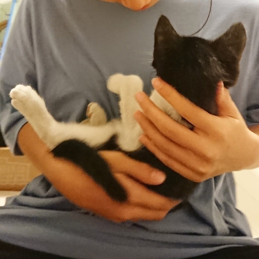 保護時に抱っこされるマック
