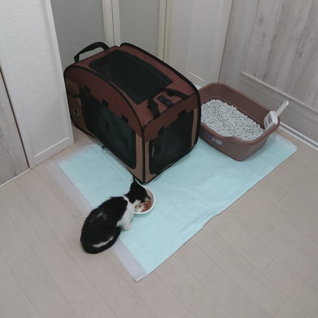 おうち猫として迎え入れてもらった時のマック