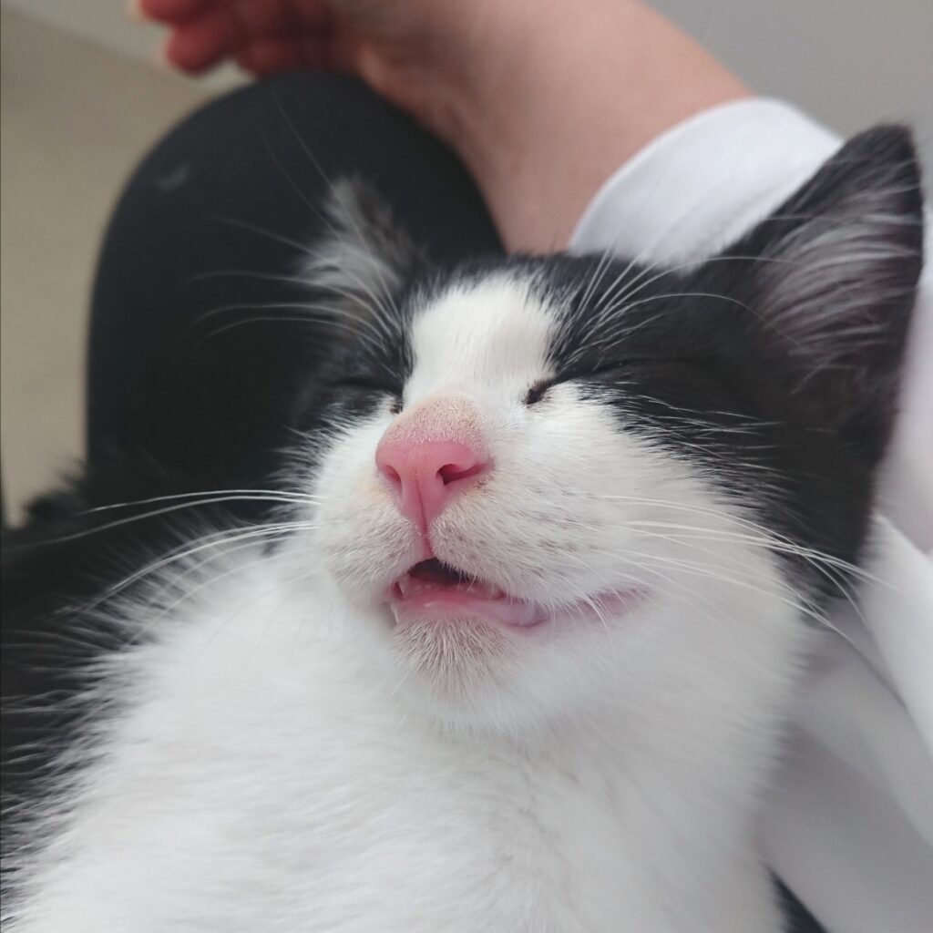 ママの膝の上で口開けて寝ちゃうマック