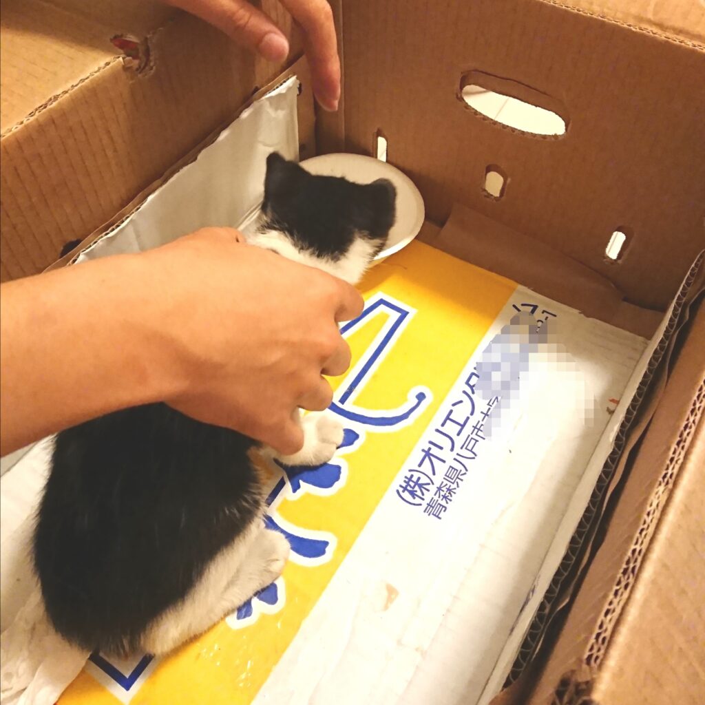 段ボールに入れられるマック