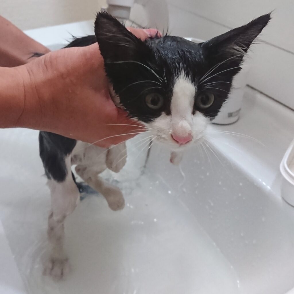 体を洗うためお湯をかけてもらうマック