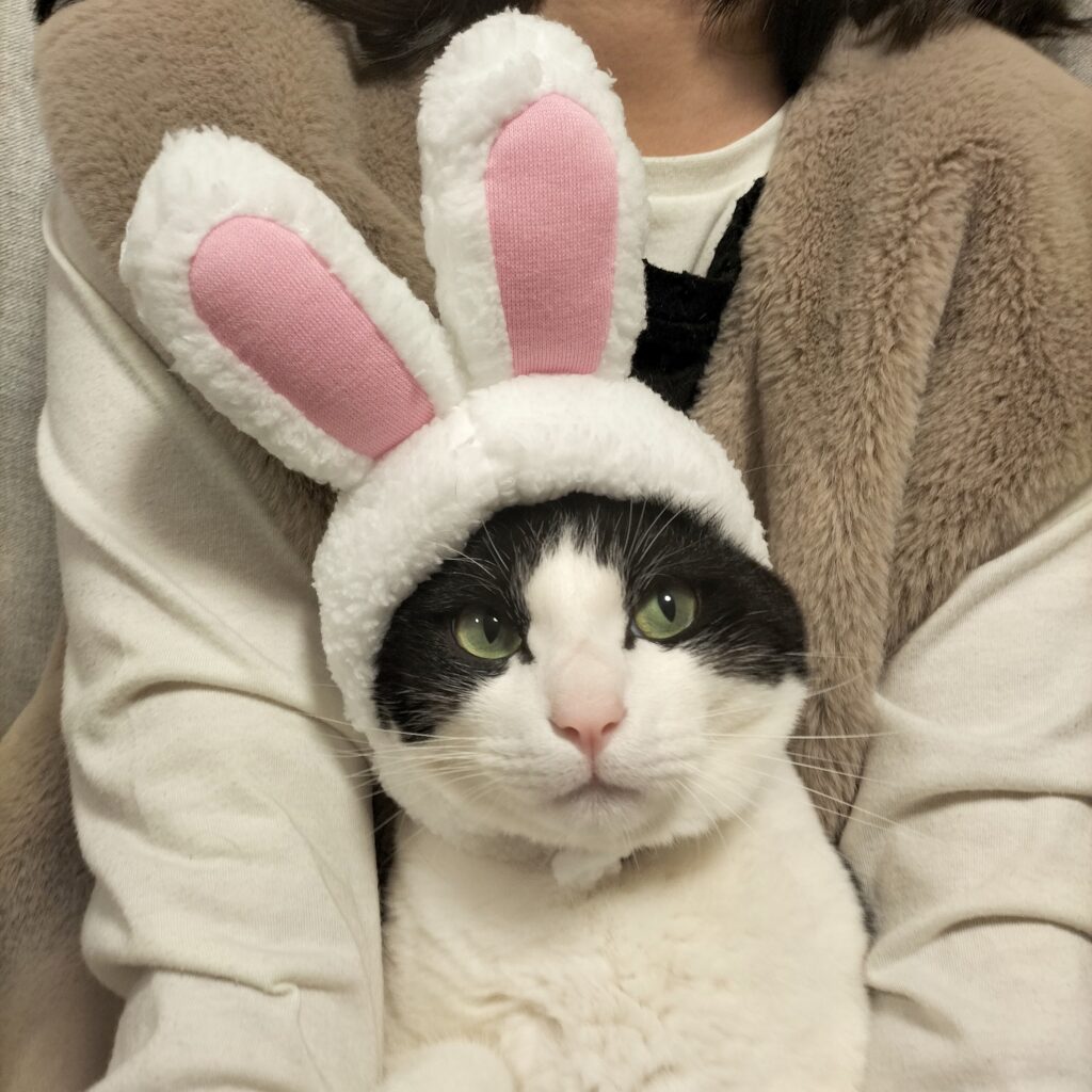うさちゃんの帽子かぶってドラマ観てる猫マック