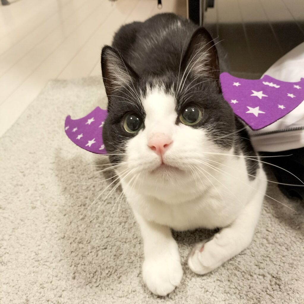 ハロウィンの仮装パーティーに行ってくるにゃん