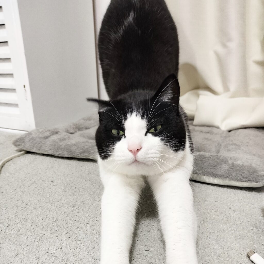 びよーん、伸びをする猫マック