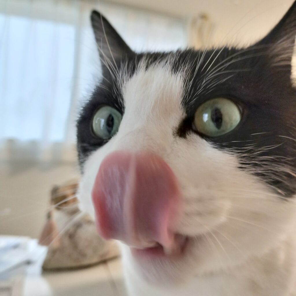 おやつかにゃ?ペロンペロン!