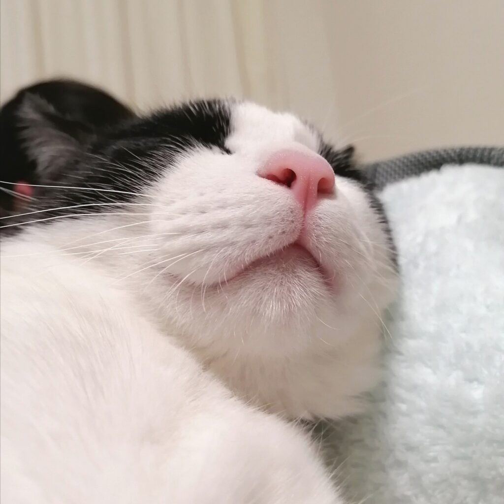 ローアングルが魅力的な猫マック
