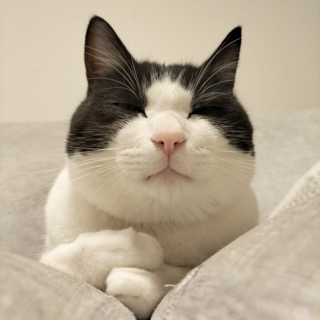 ソファの隙間って気持ちいいにゃ