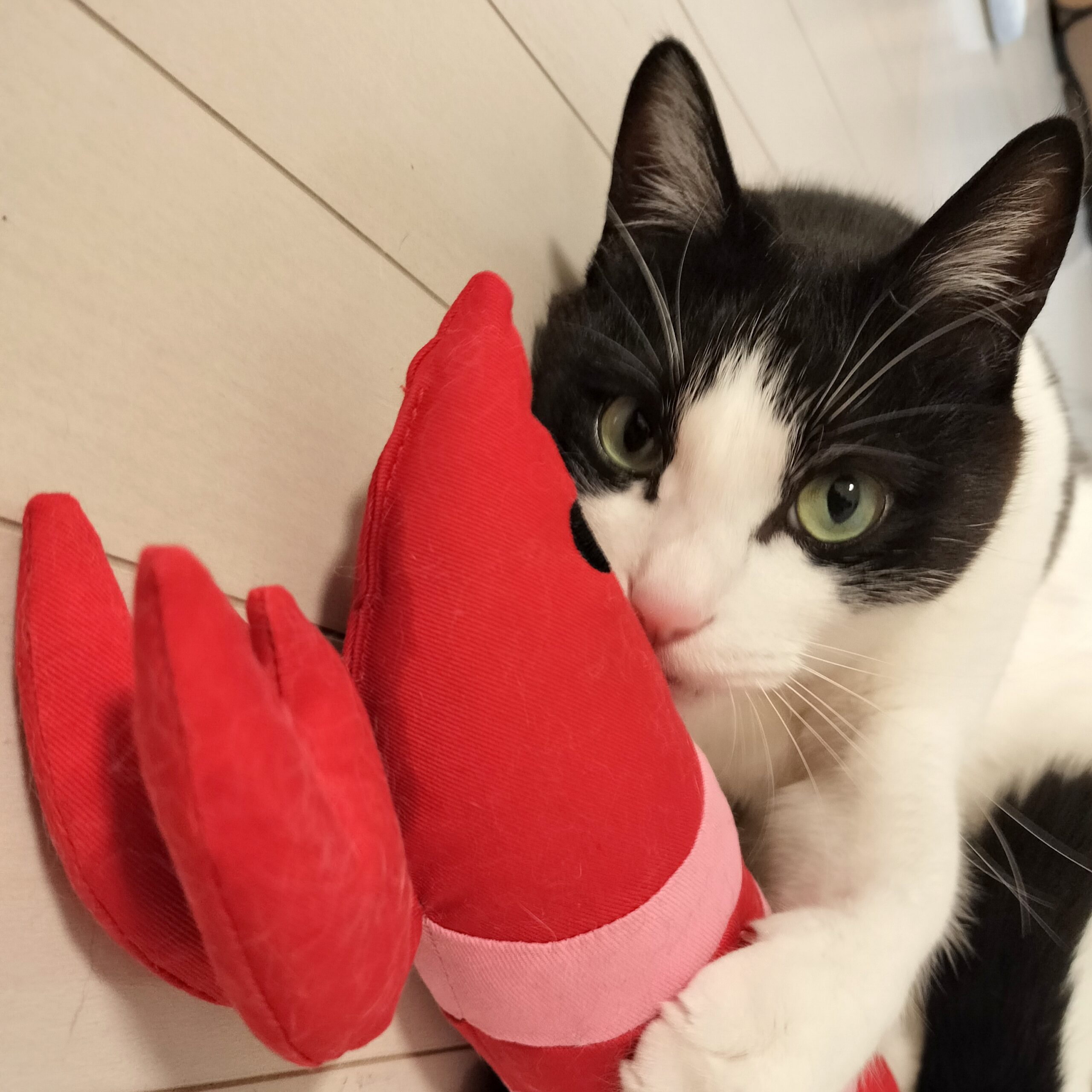 Petioのけりぐるみのエビを抱きしめる猫マック