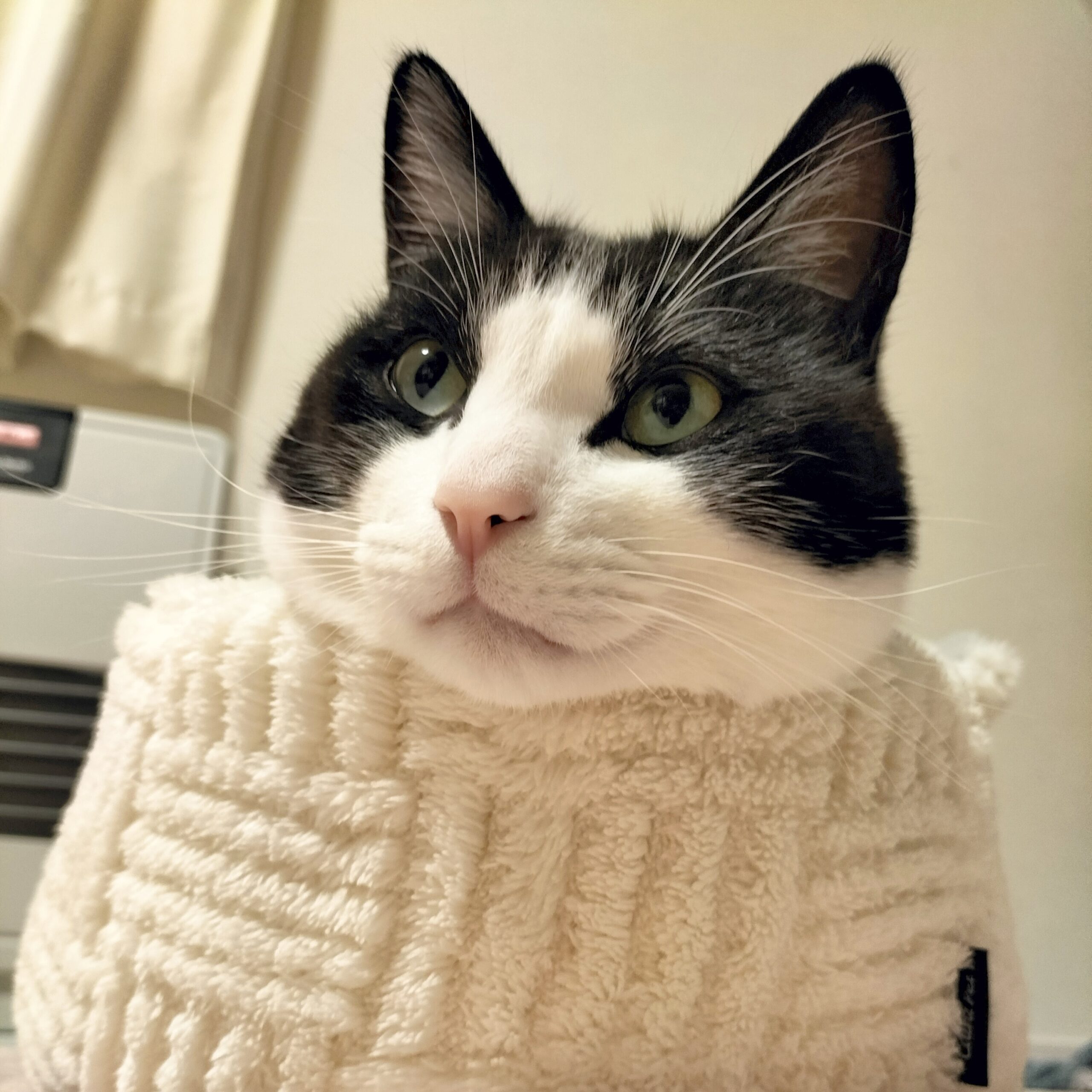 丸いベッドに入ってくつろぐ猫マック