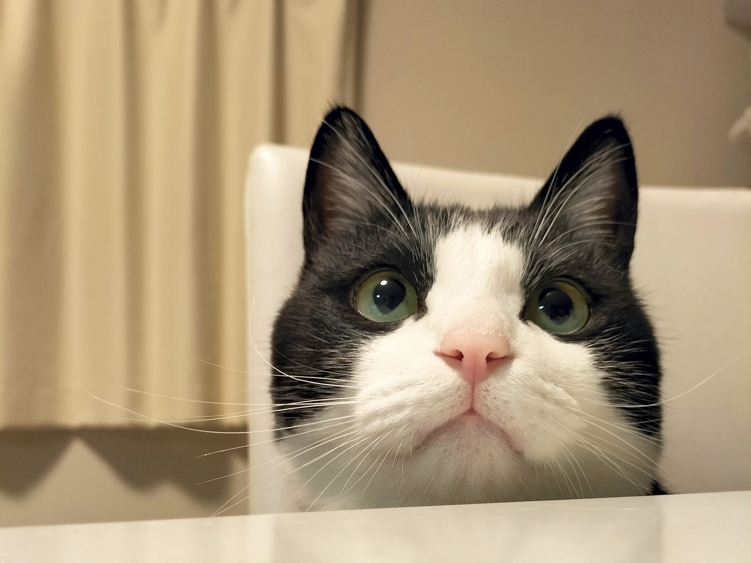 ひょっこり覗いてる猫マック