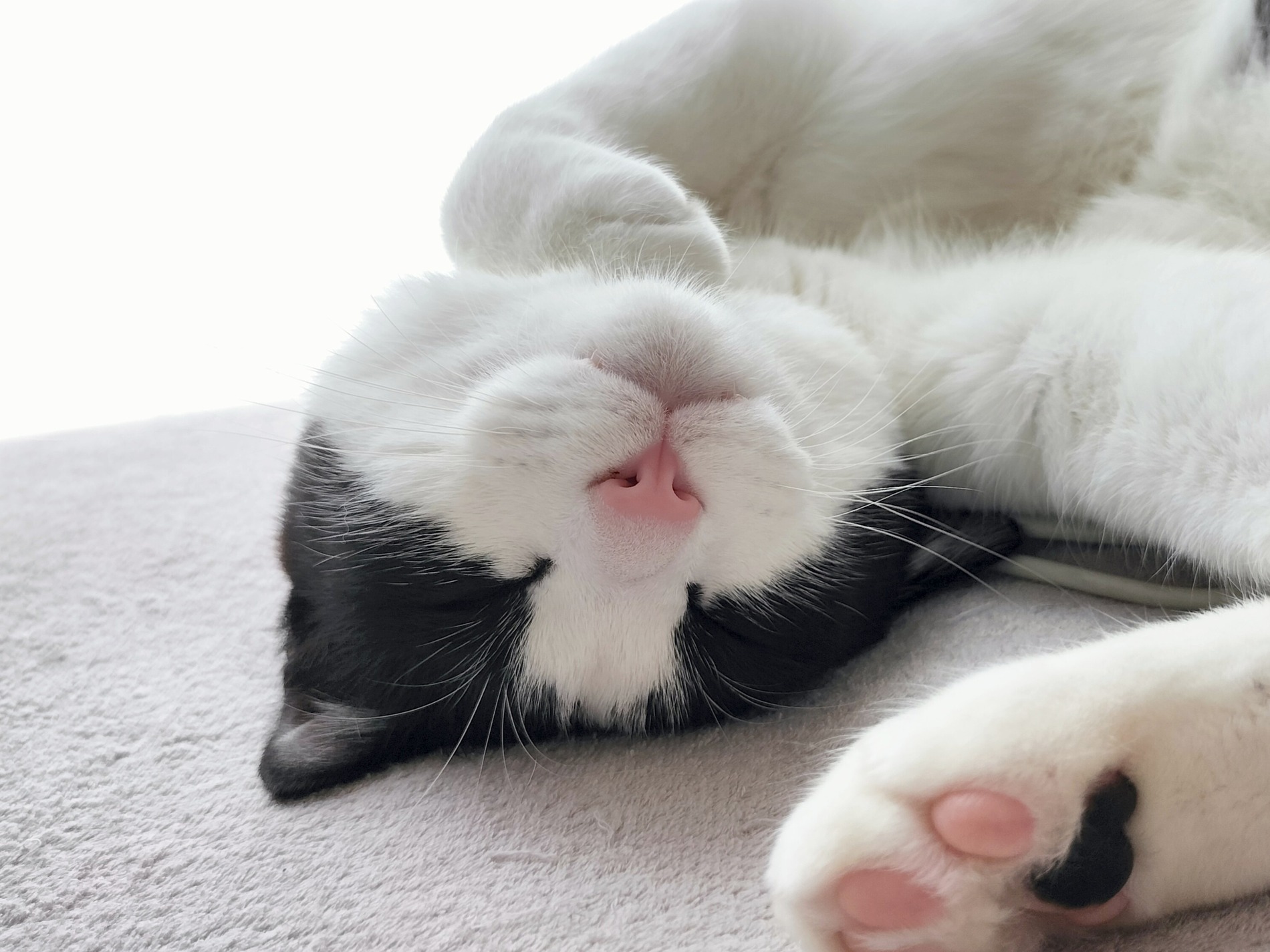 気持ちよさそうにヘソ天して寝ている猫マック