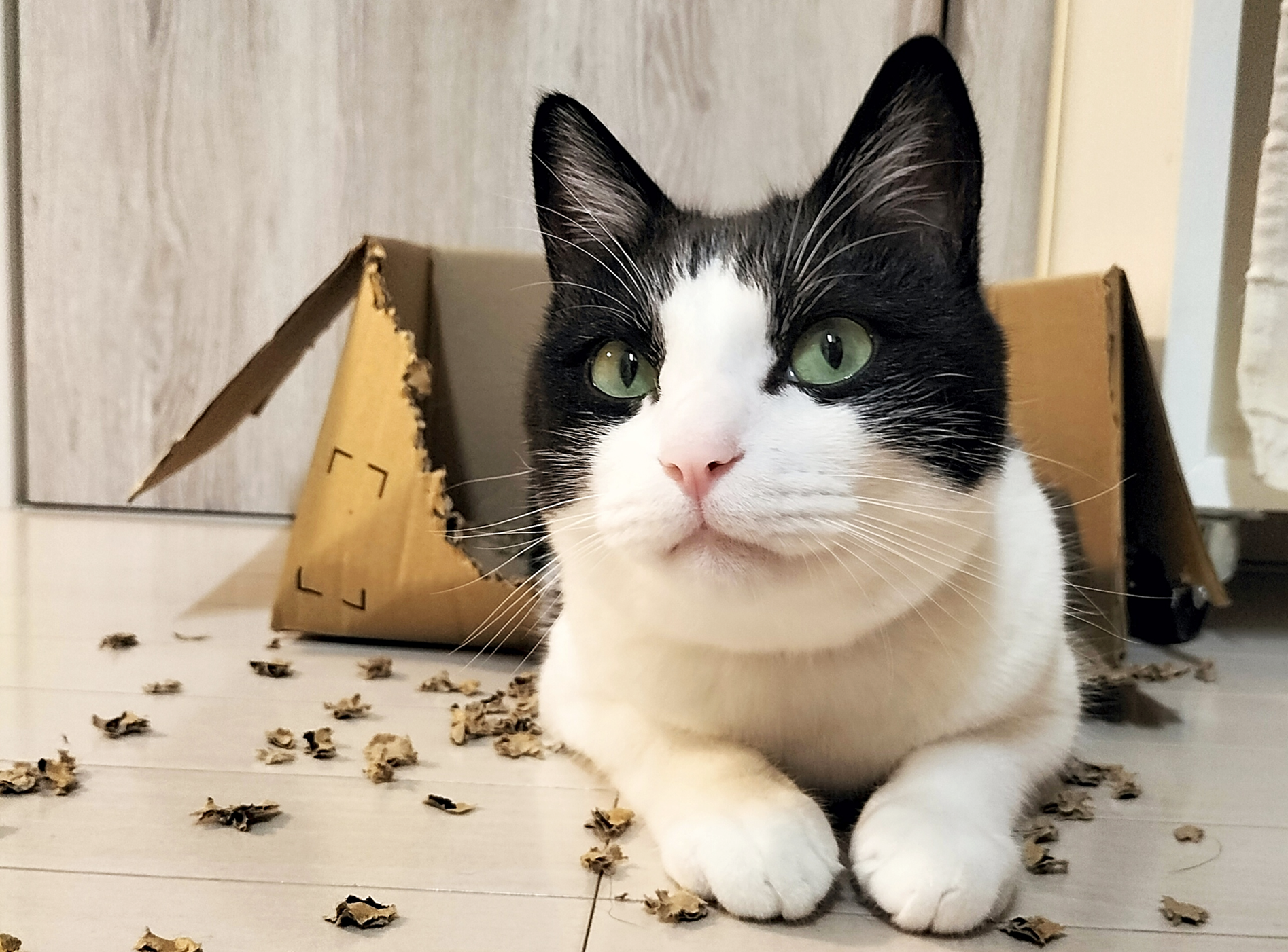 お手製の段ボールハウスでくつろぐ猫マック