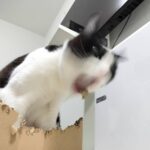 段ボールを吹き飛ばす棟梁マック