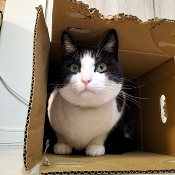 段ボールハウスの中にいる猫マック