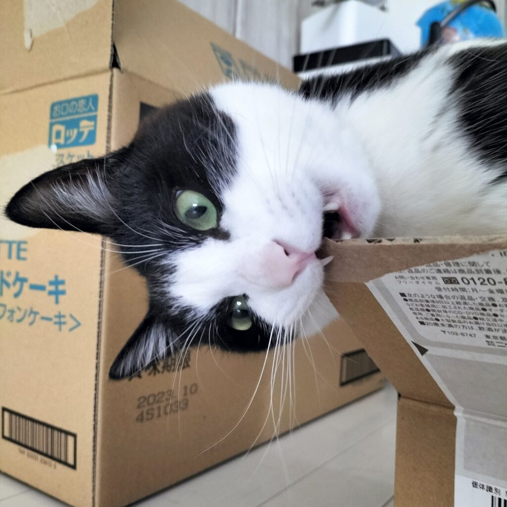 厚手の段ボールは固辞期間が長くなるから丁寧に仕上げます